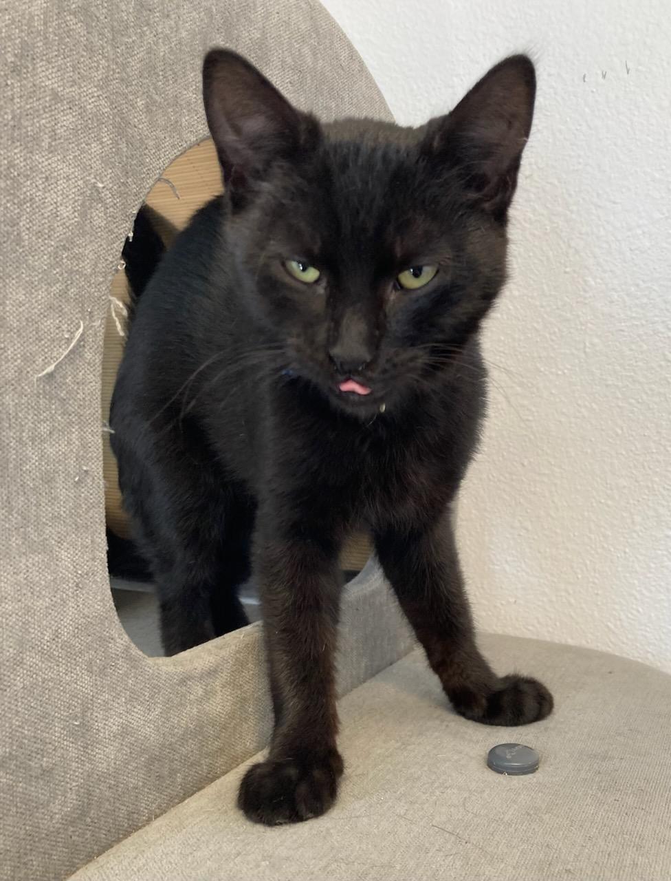 Levi, ADOPTABLE, Kitten Male Domestic Short Hair.