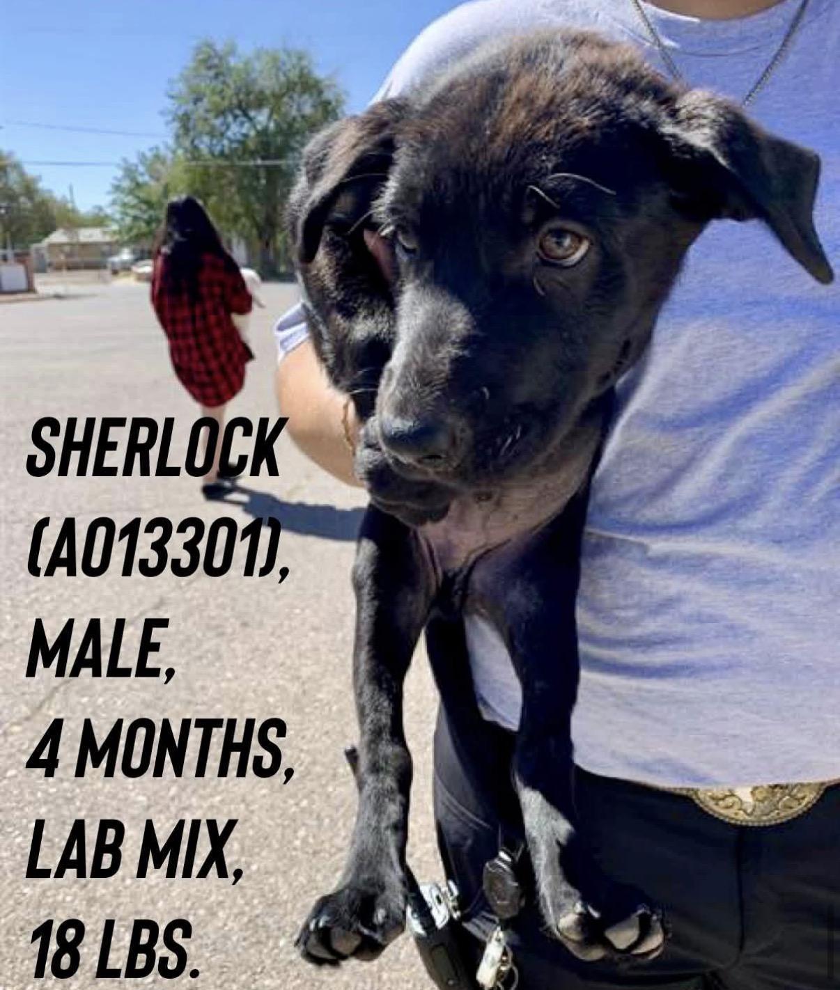 Sherlock, Adoptable, Puppy Female Labrador Retriever & Border Collie.