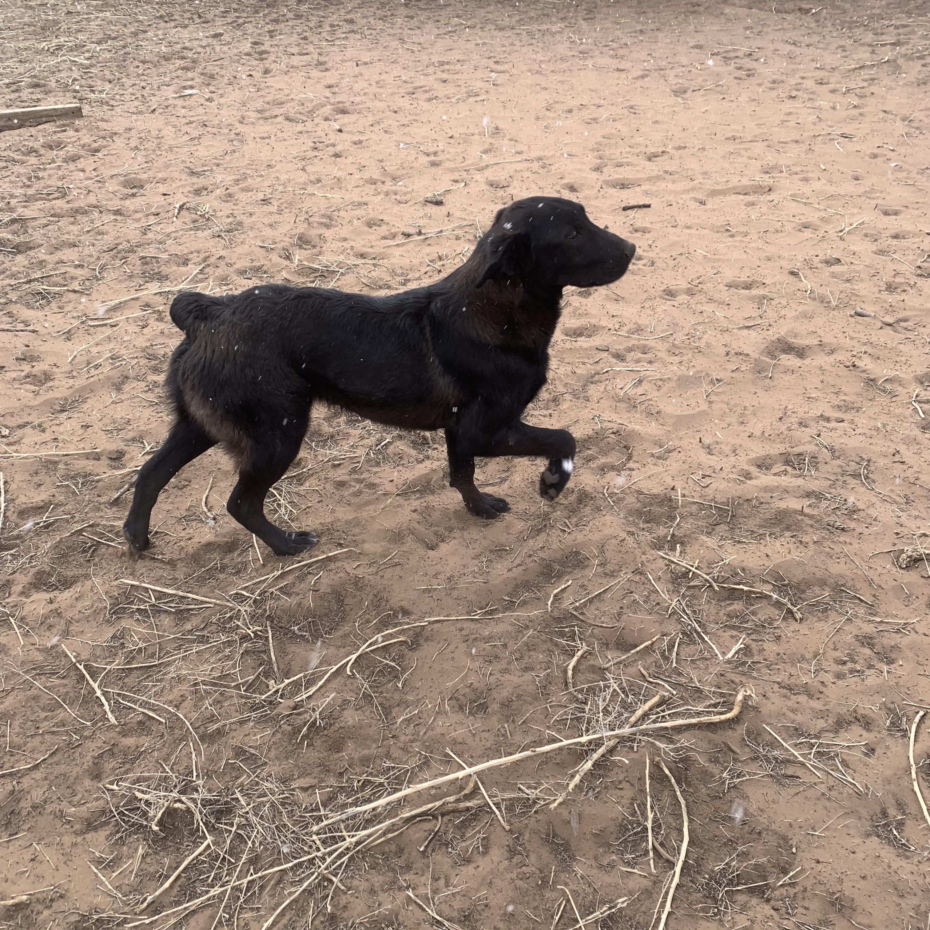 Reed, a Adoptable mixed breed in Farmington, NM image 1/3