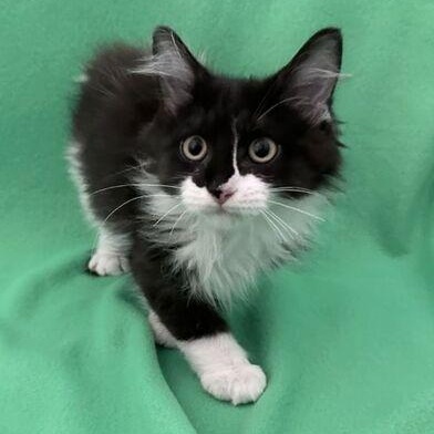 Reagan, adopted, Kitten Female Domestic Long Hair.