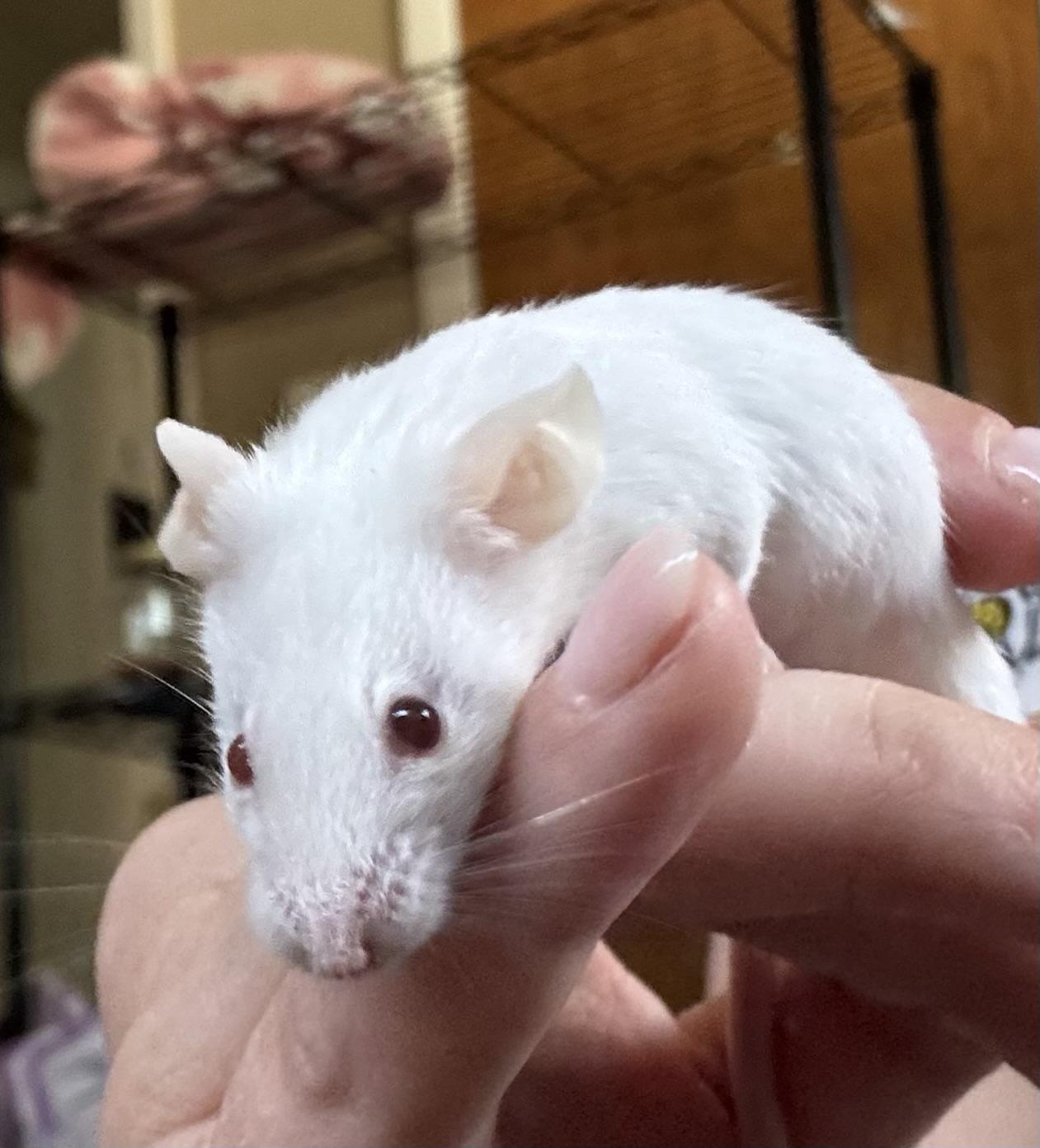 Peach, Shannon, Sam, a Adoptable Mouse in ALBANY, NY image 1/6