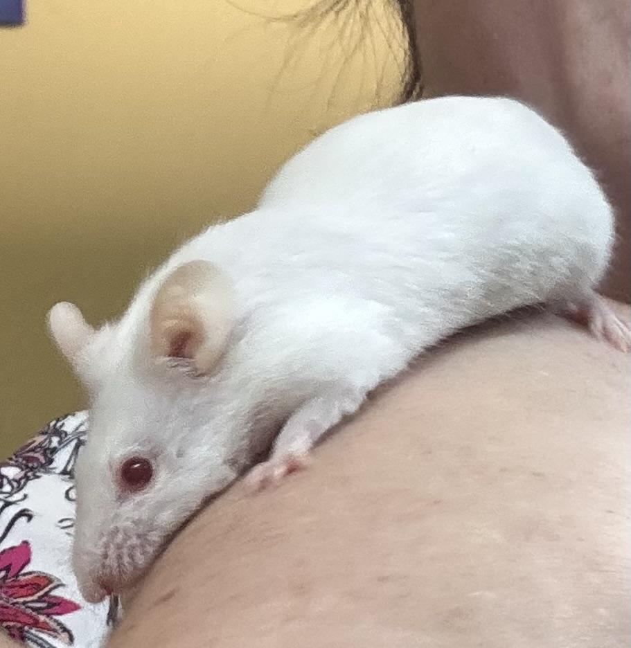 Peach, Shannon, Sam, a Adoptable Mouse in ALBANY, NY image 2/6