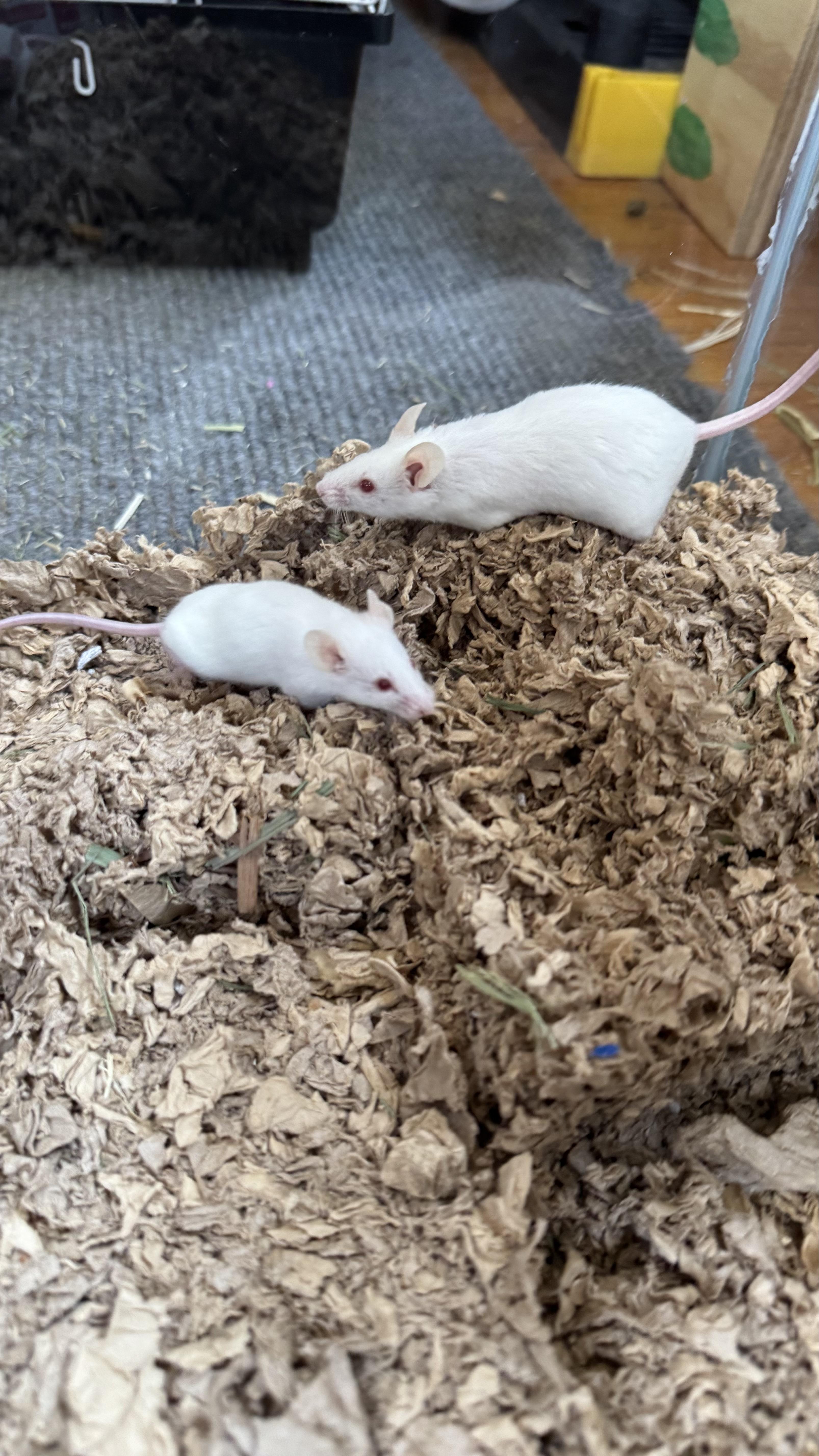 Peach, Shannon, Sam, a Adoptable Mouse in ALBANY, NY image 3/6