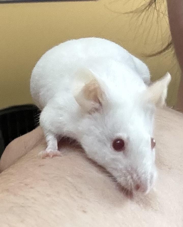 Peach, Shannon, Sam, a Adoptable Mouse in ALBANY, NY image 4/6