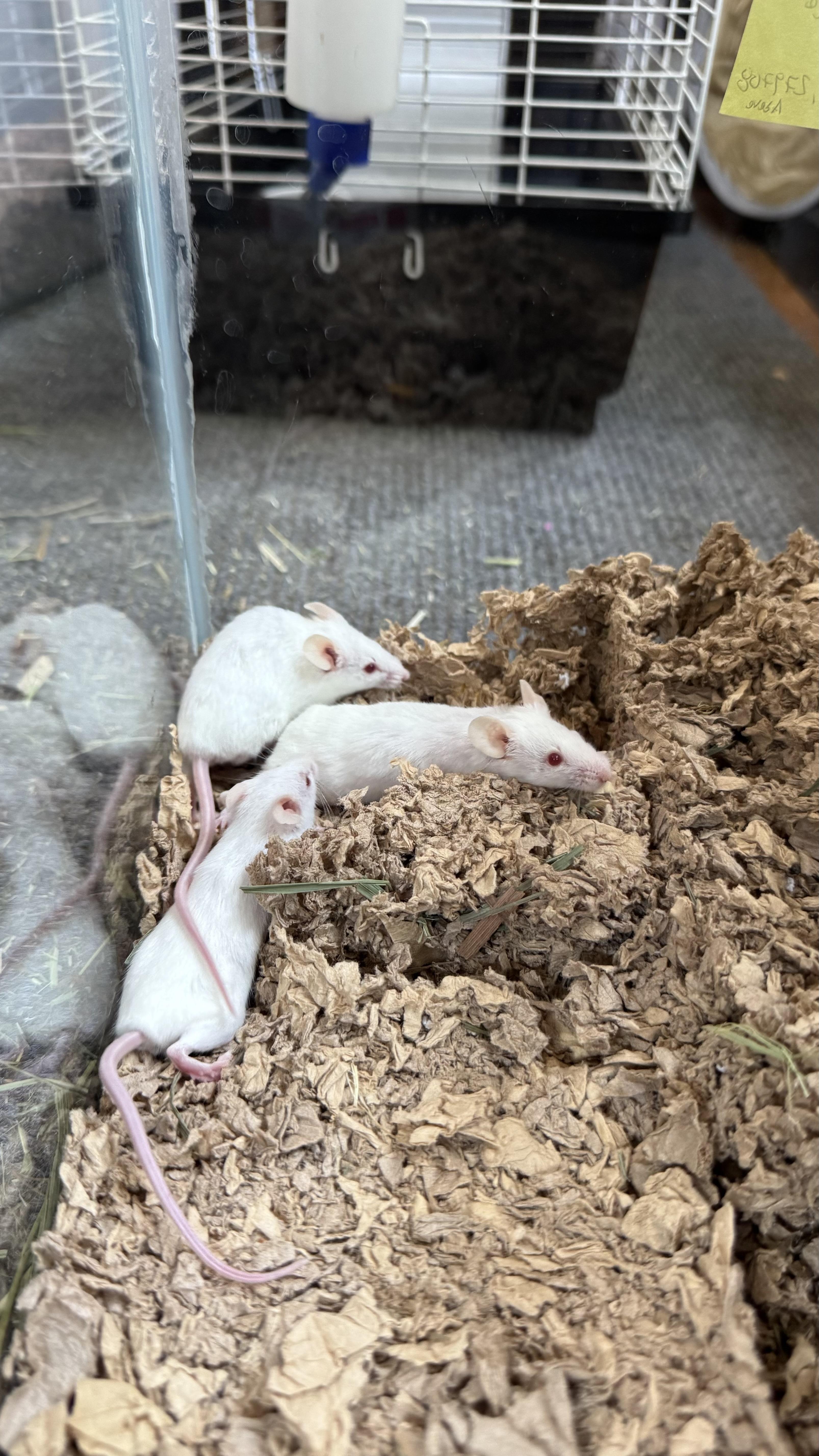 Peach, Shannon, Sam, a Adoptable Mouse in ALBANY, NY image 5/6