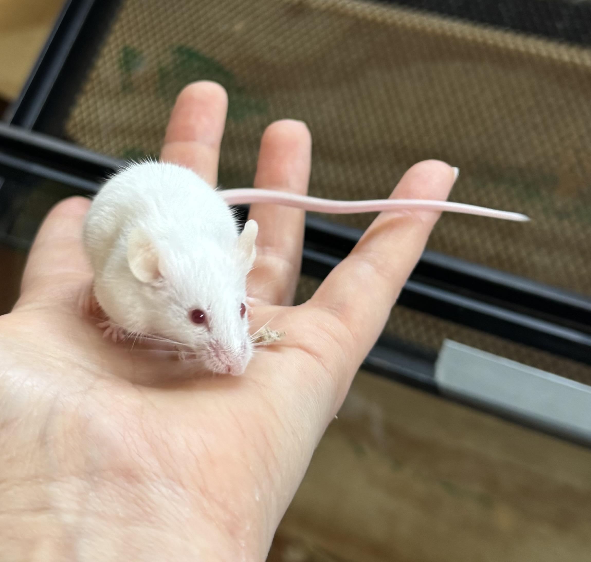 Peach, Shannon, Sam, a Adoptable Mouse in ALBANY, NY image 6/6