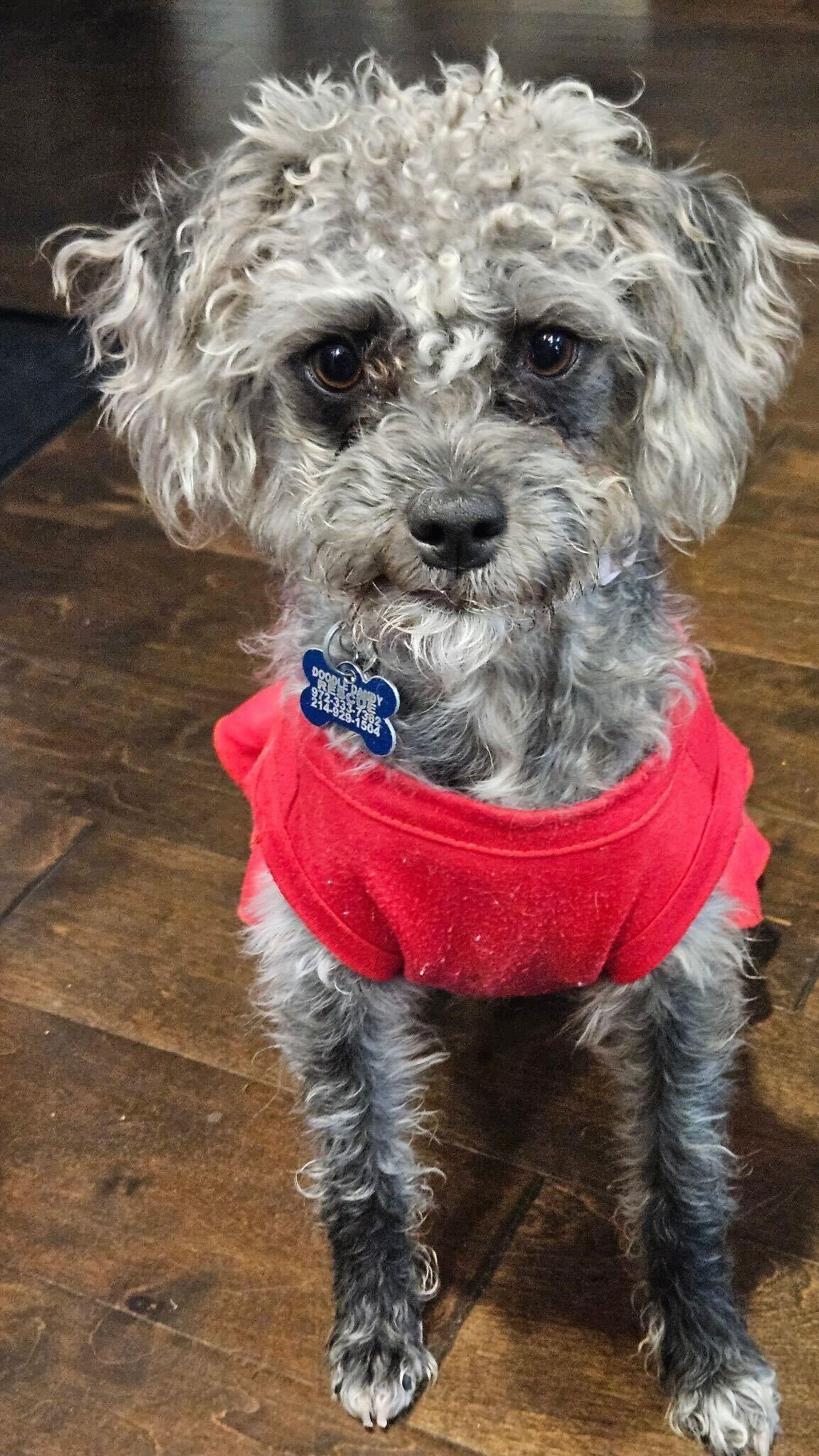 Enlarge Anna, a ADOPTABLE mixed breed in Garland, TX image 2/4