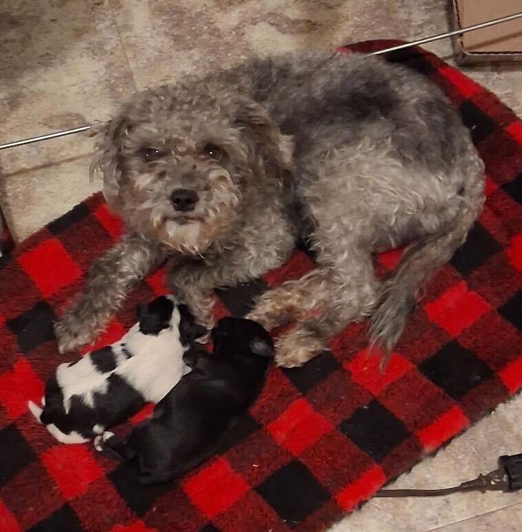 Enlarge Anna, a ADOPTABLE mixed breed in Garland, TX image 4/4