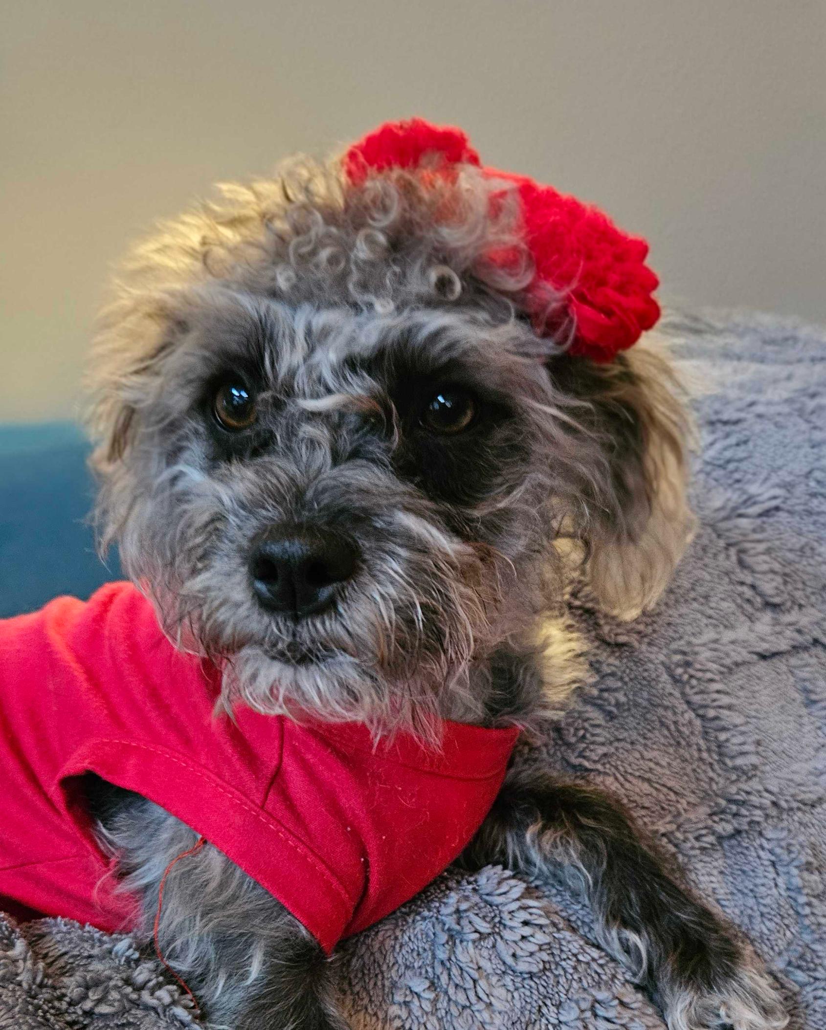 Enlarge Anna, a ADOPTABLE mixed breed in Garland, TX image 3/4