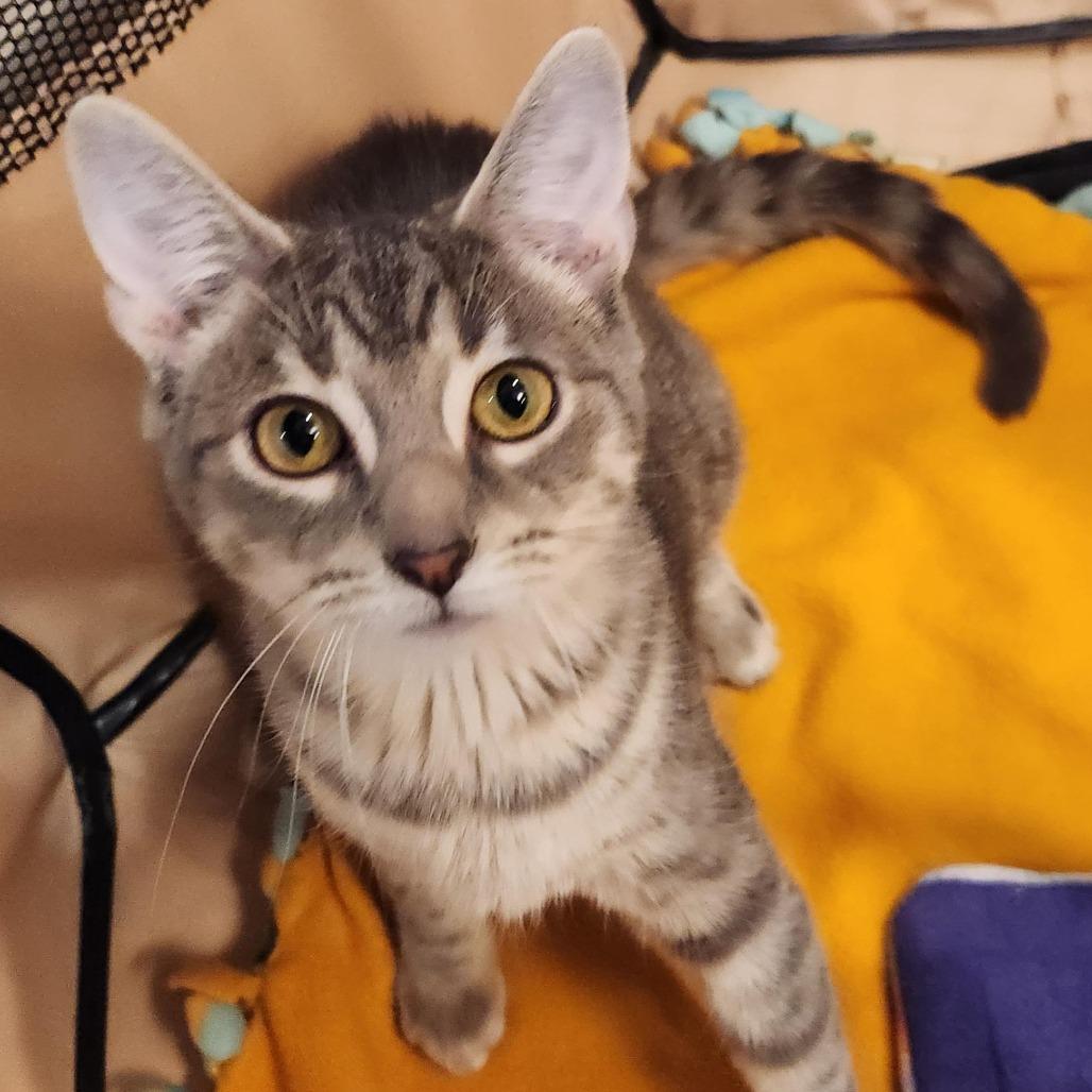 Angelou, Adoptable, Kitten Female Domestic Short Hair.