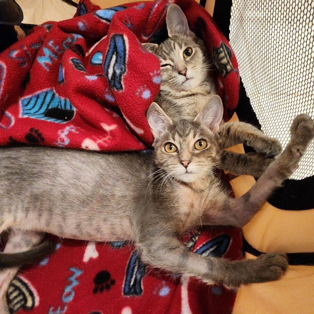 Angelou, a Adoptable Domestic Short Hair in Evanston, IL image 2/3