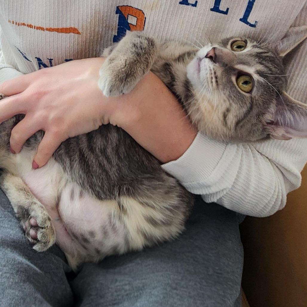 Angelou, a Adoptable Domestic Short Hair in Evanston, IL image 3/3