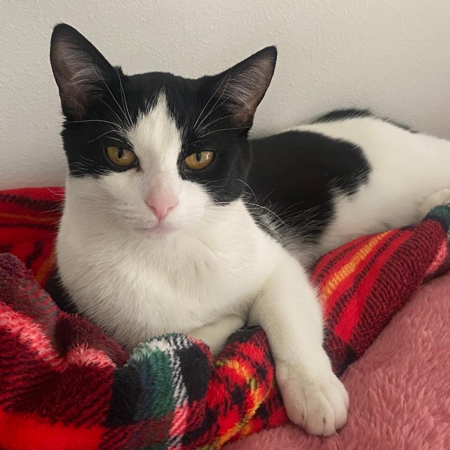 Enlarge Suki, a Adoptable Domestic Short Hair in Madison , WI image 1/1