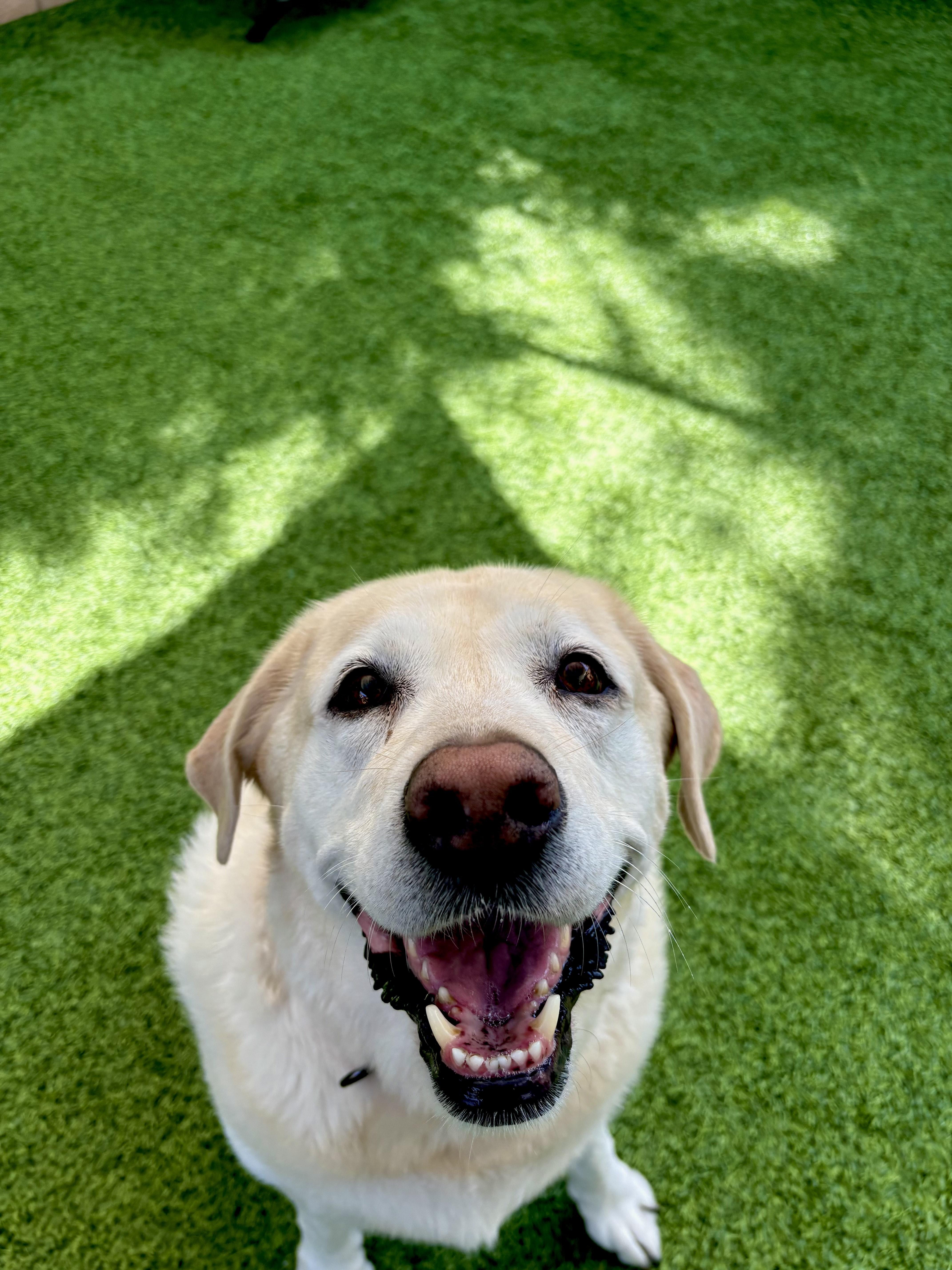 Enlarge Charlie, a Adopted Yellow Labrador Retriever in Coronado, CA image 2/3