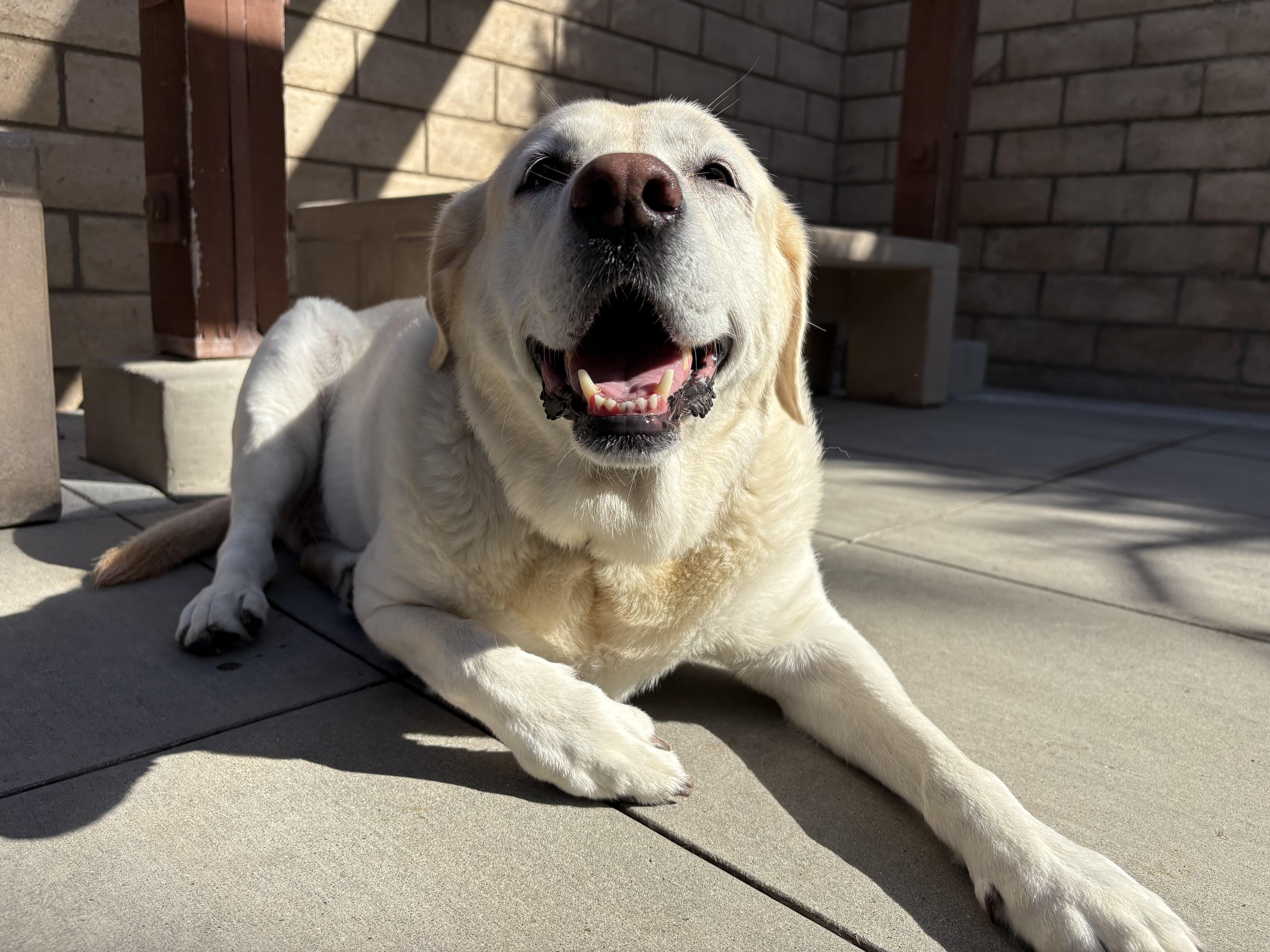 Enlarge Charlie, a Adopted Yellow Labrador Retriever in Coronado, CA image 3/3