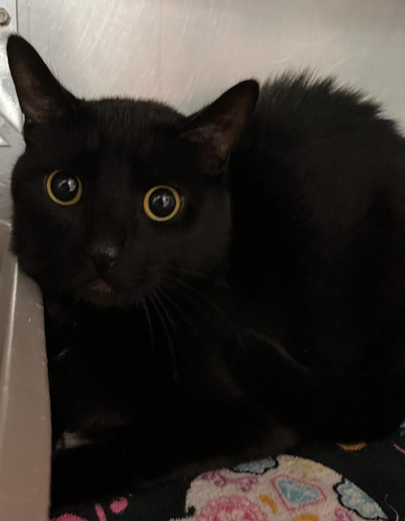 Moon, a Adoptable mixed breed in Huntington, IN image 1/3