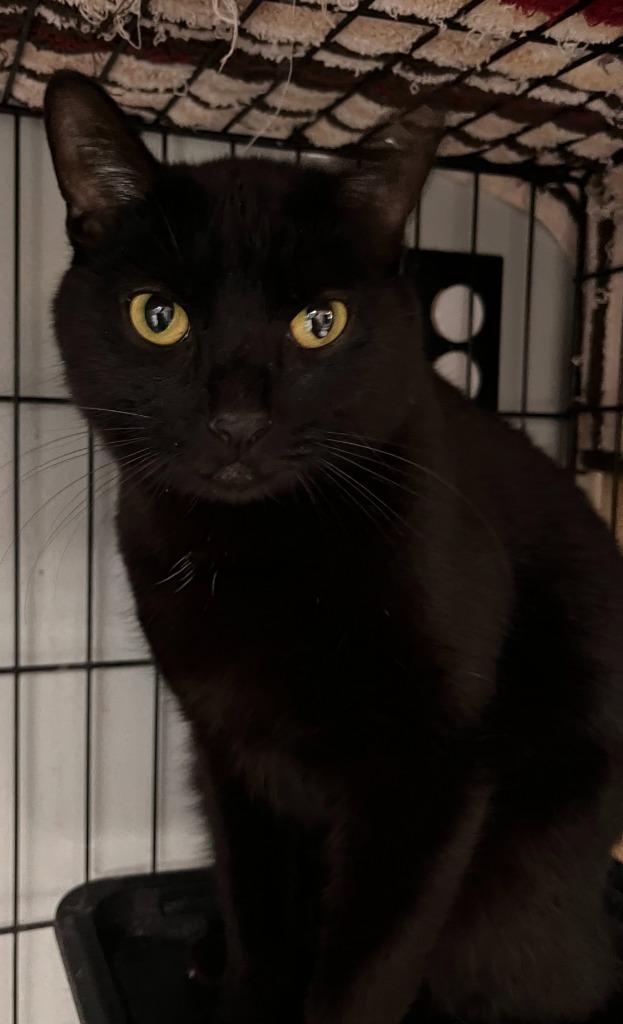 Moon, a Adoptable mixed breed in Huntington, IN image 2/3