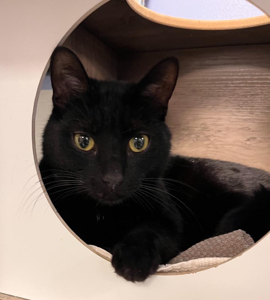 Moon, a Adoptable mixed breed in Huntington, IN image 3/3