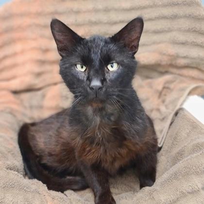 Pudding, a Adoptable mixed breed in Verona, WI image 1/2