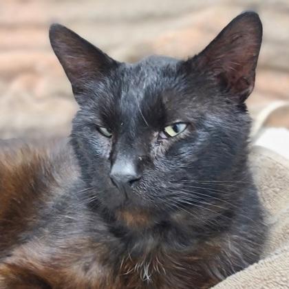 Pudding, a Adoptable mixed breed in Verona, WI image 2/2
