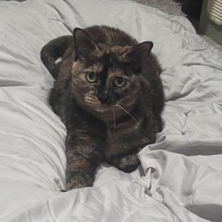 Mayo — thumbnail 2