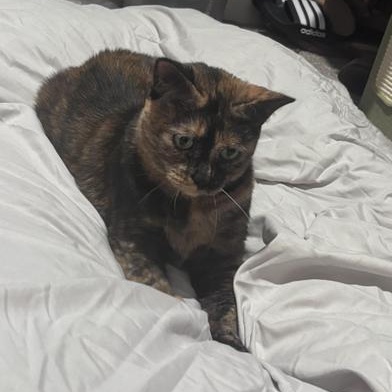 Mayo — thumbnail 3