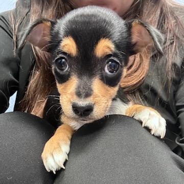 ADOPTION PENDING-Ava, an adopted mixed breed in Nerstrand, MN image 1/3