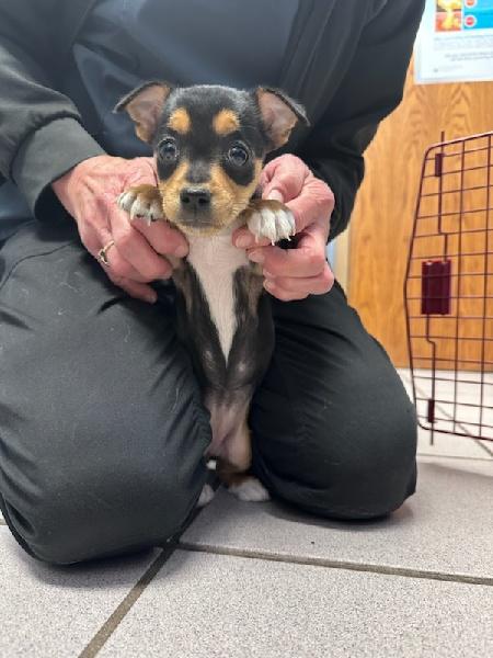 ADOPTION PENDING-Ava, an adopted mixed breed in Nerstrand, MN image 2/3