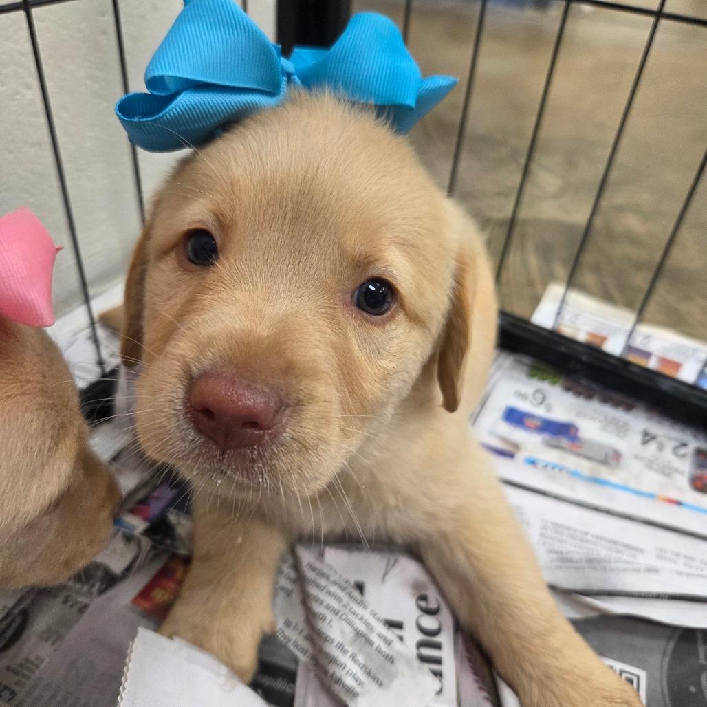Sheldon (in PA), Adoptable, Puppy Male Retriever.