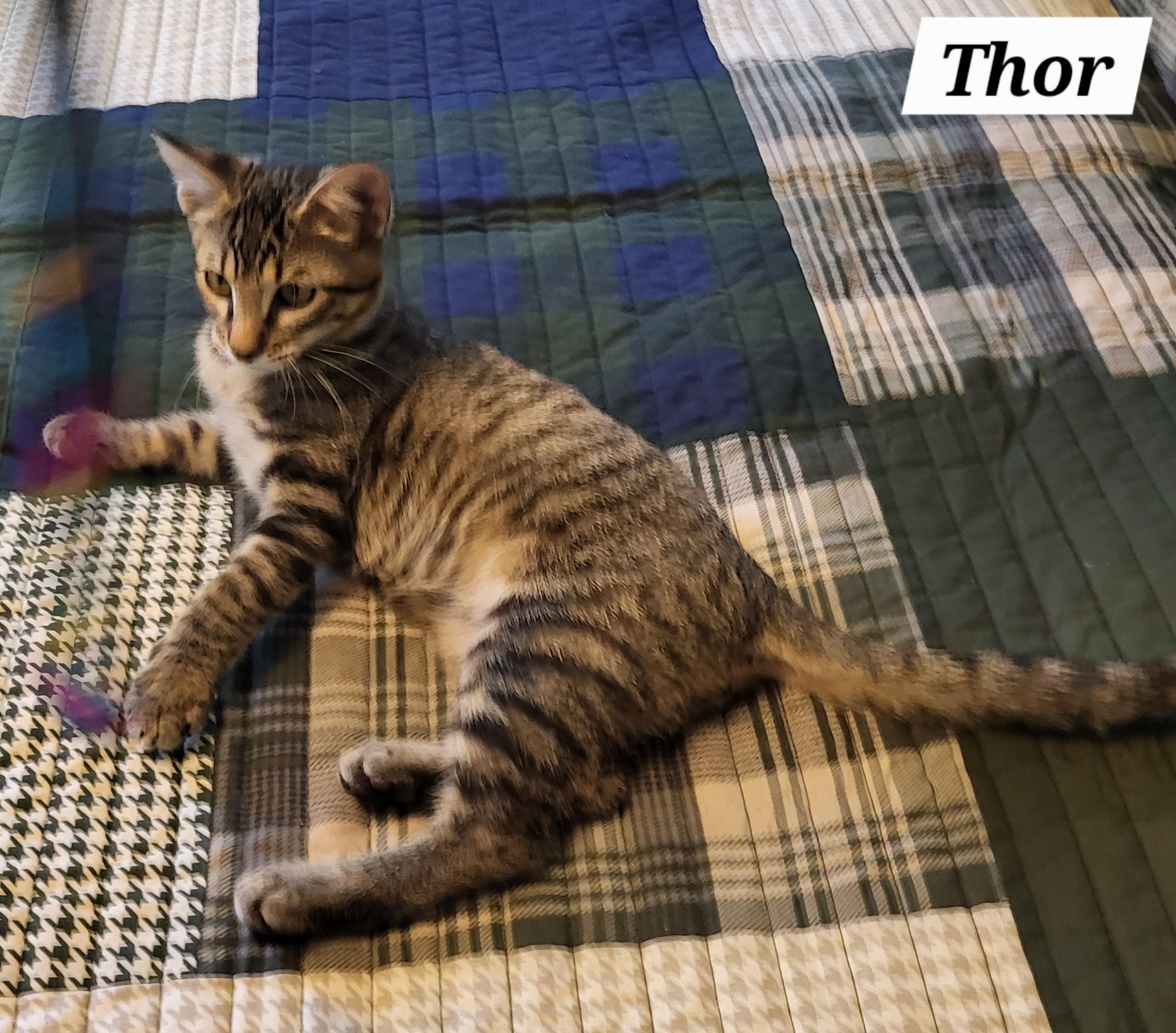 Thor - Kuykendahl Petsmart