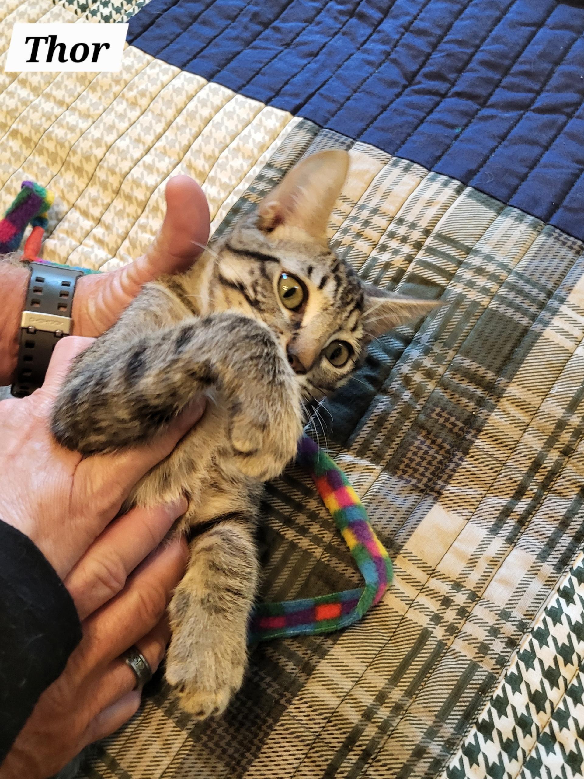 Thor - Kuykendahl Petsmart