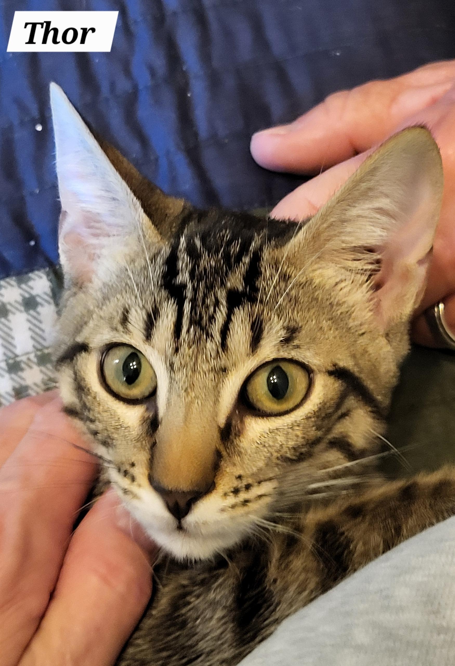 Thor - Kuykendahl Petsmart