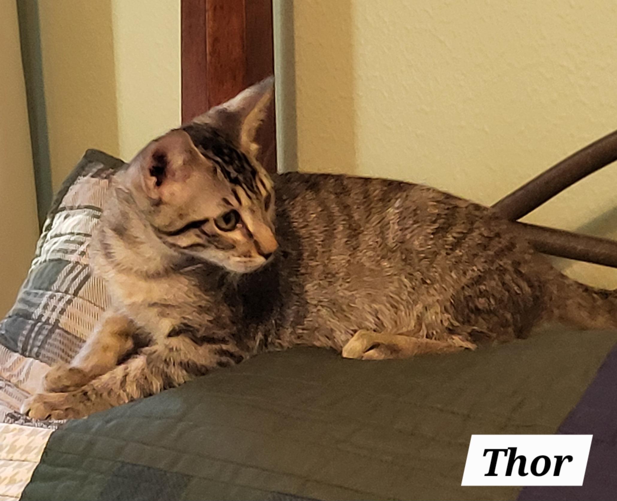 Thor - Kuykendahl Petsmart