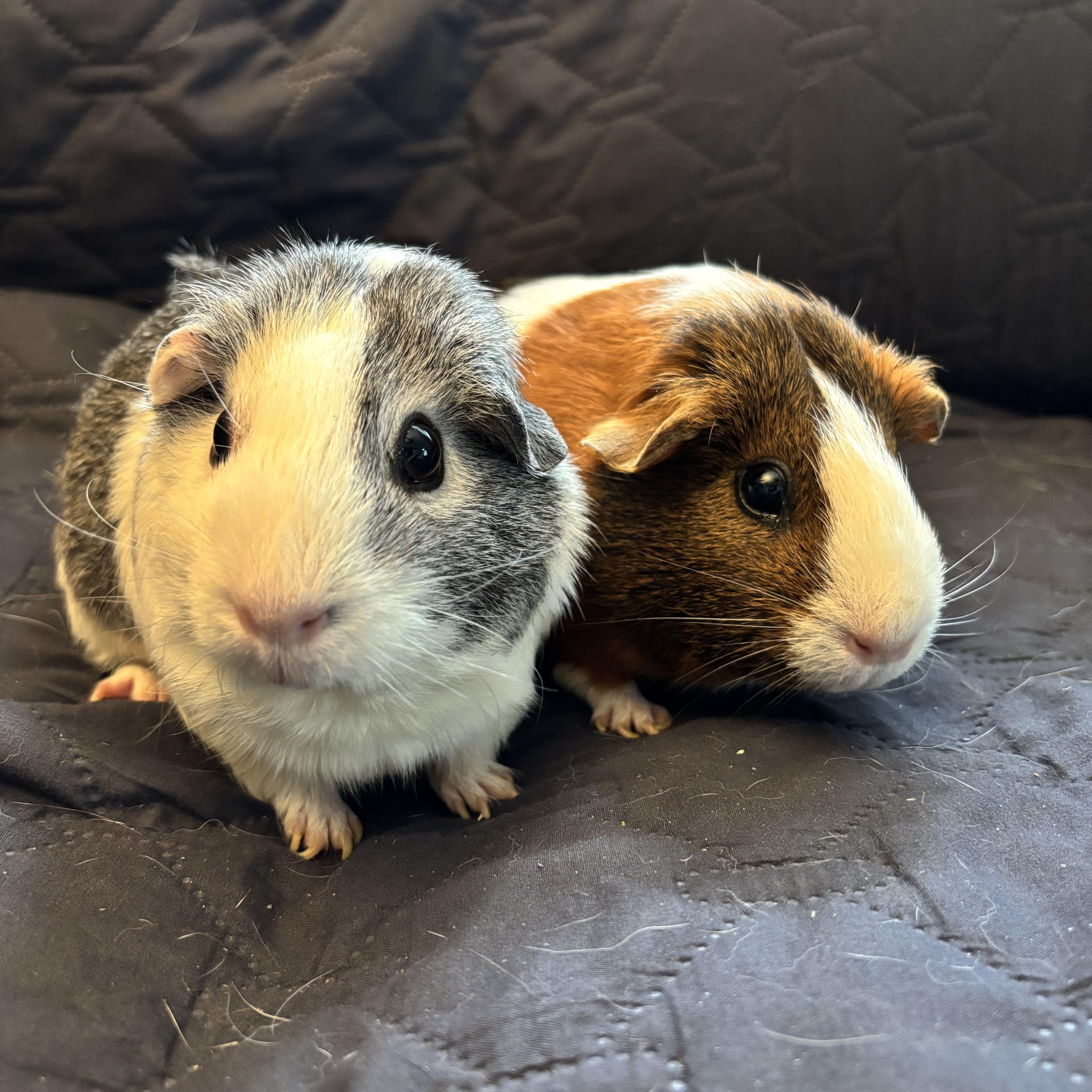 Jam & Jelly photo 3