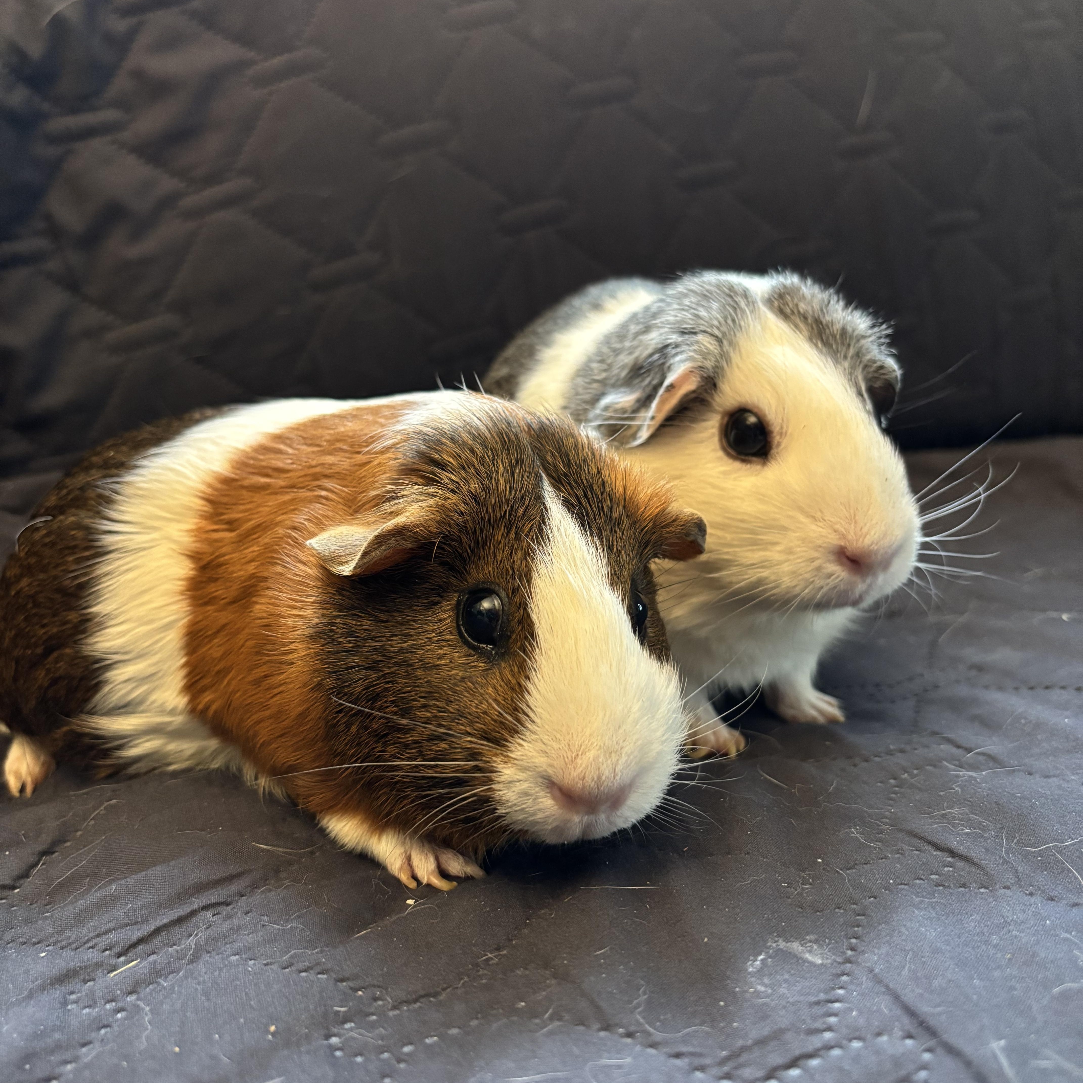 Jam & Jelly, Adult Female unknown
