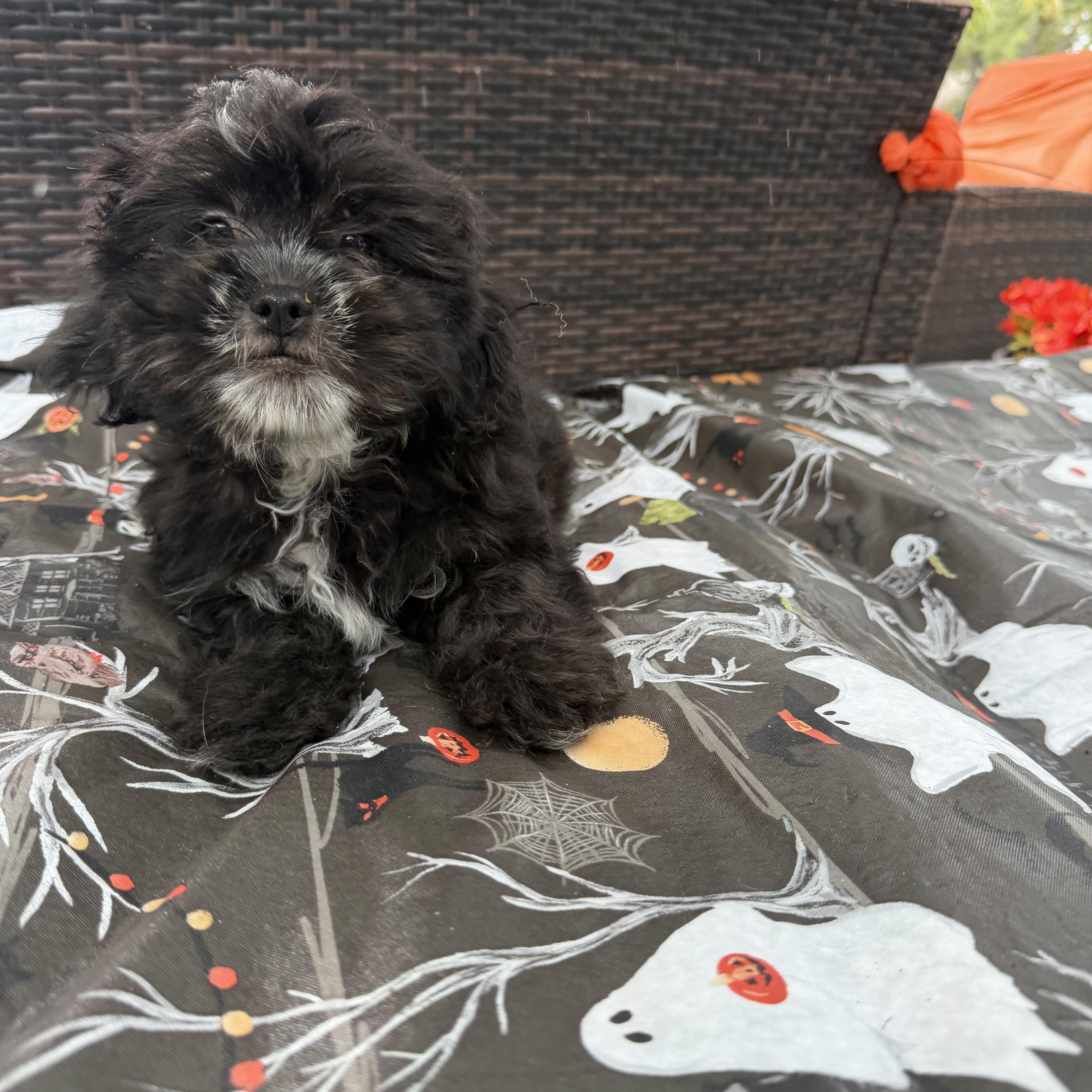 Neo, Adopted, Young Male Cavalier King Charles Spaniel & Miniature Poodle.