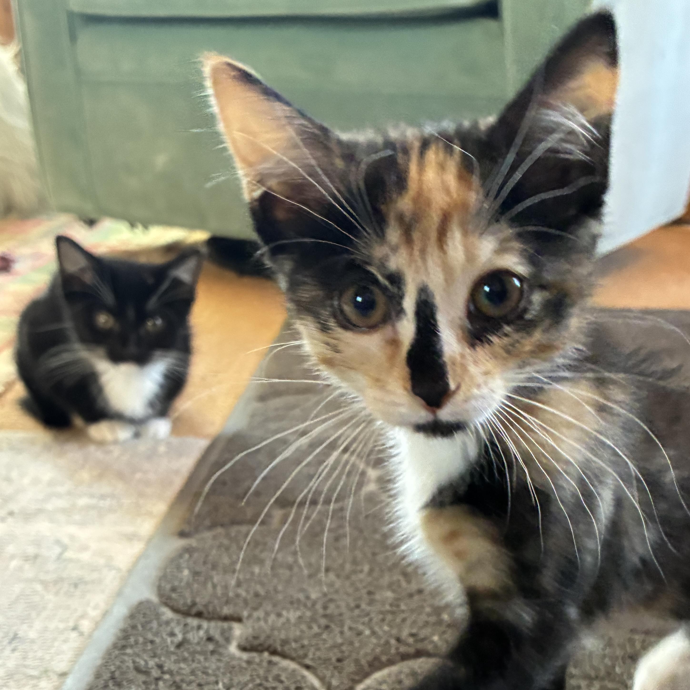 Shallot, a Adopted mixed breed in Santa Fe, NM image 1/4