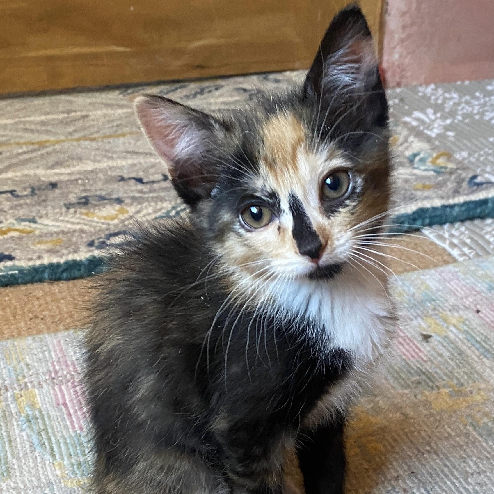 Shallot, a Adopted mixed breed in Santa Fe, NM image 2/4