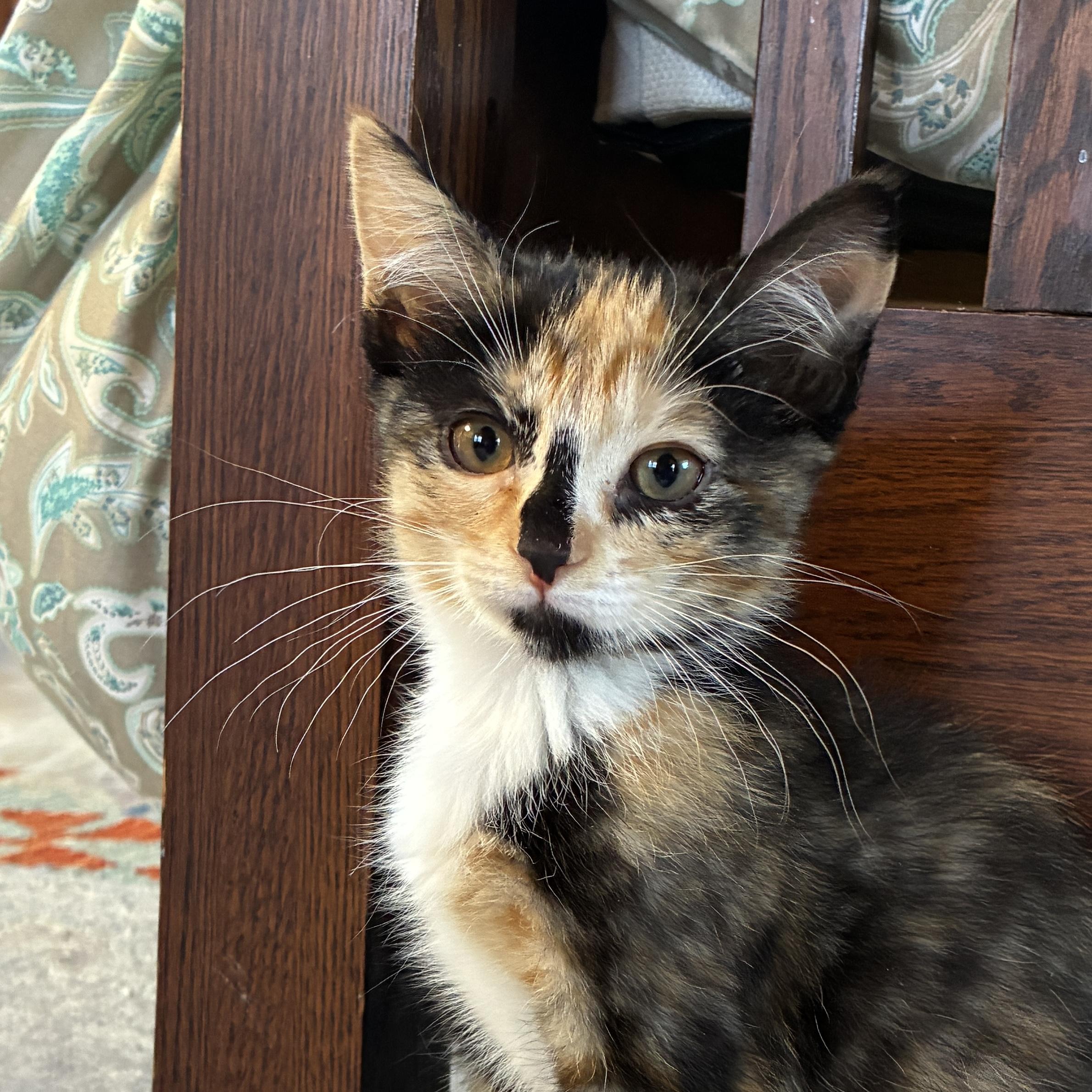 Shallot, a Adopted mixed breed in Santa Fe, NM image 3/4