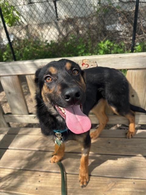 Pollo, Adoptable, Puppy Male Shepherd.
