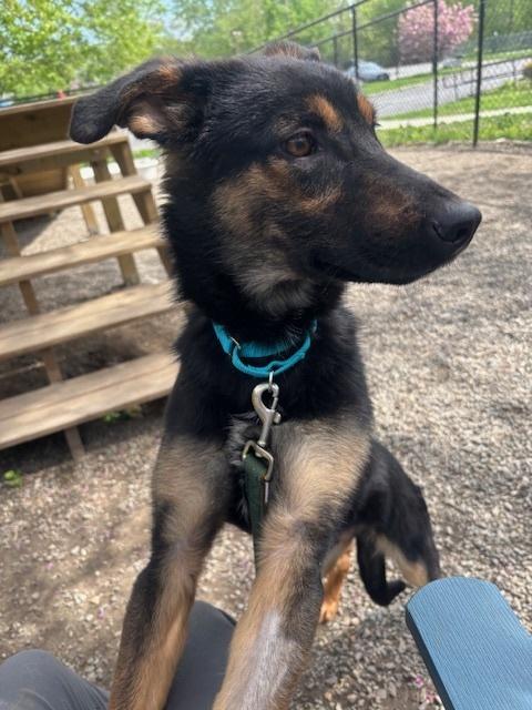 Enlarge Pollo, a Adoptable mixed breed in Elmsford, NY image 2/5