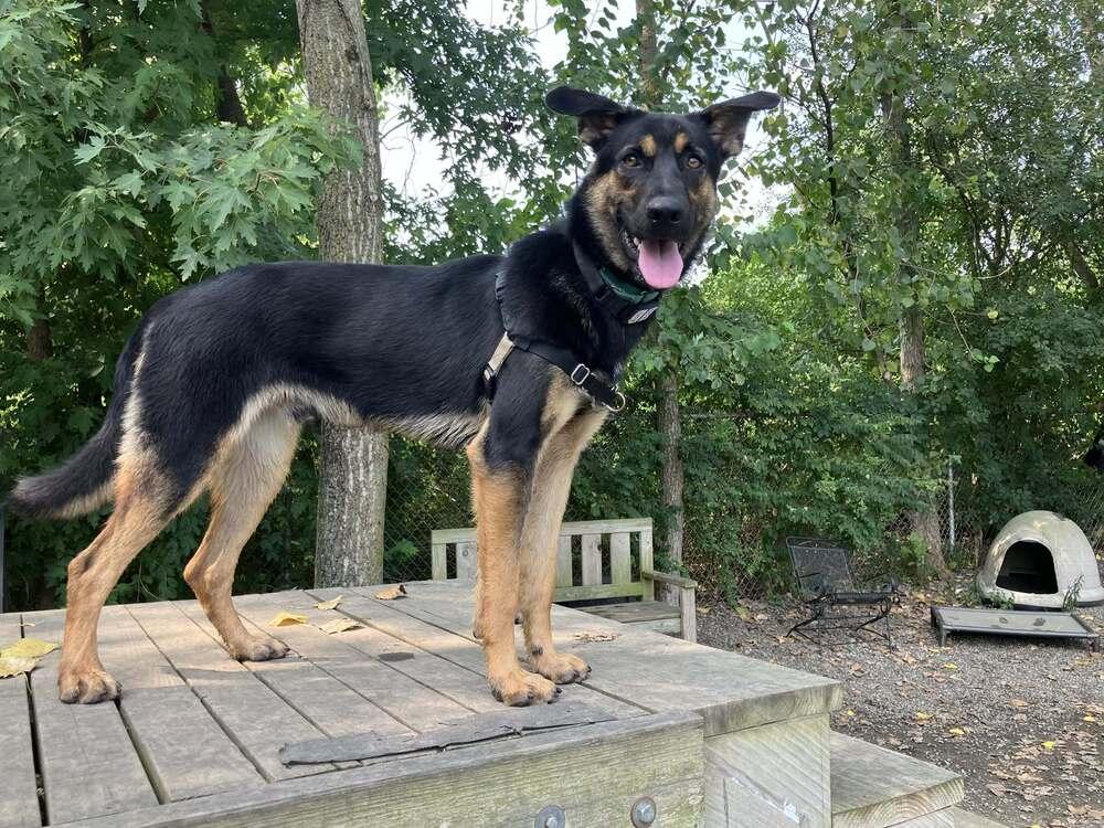 Enlarge Pollo, a Adoptable mixed breed in Elmsford, NY image 3/5