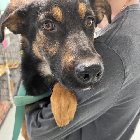 Enlarge Pollo, a Adoptable mixed breed in Elmsford, NY image 4/5