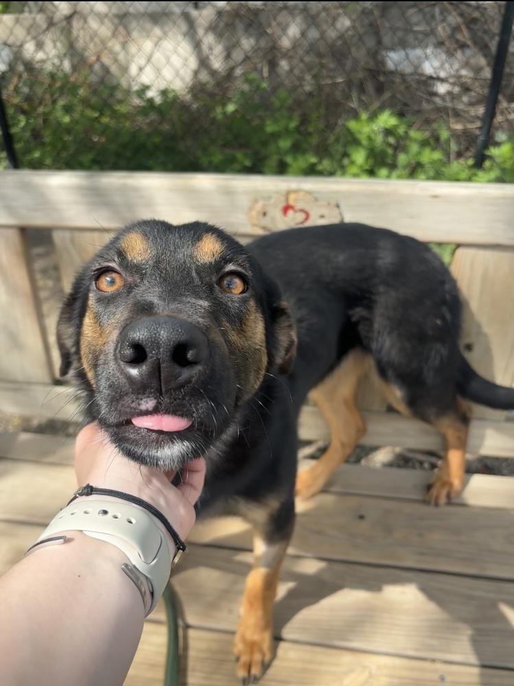 Enlarge Pollo, a Adoptable mixed breed in Elmsford, NY image 5/5