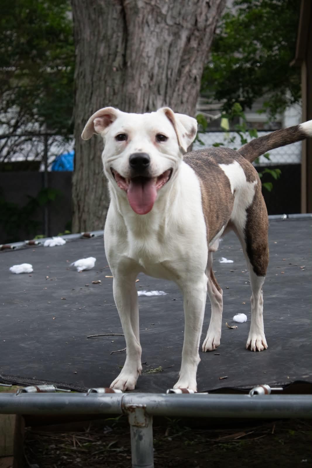 Oatmeal, a ADOPTABLE mixed breed in Indianapolis, IN image 2/6