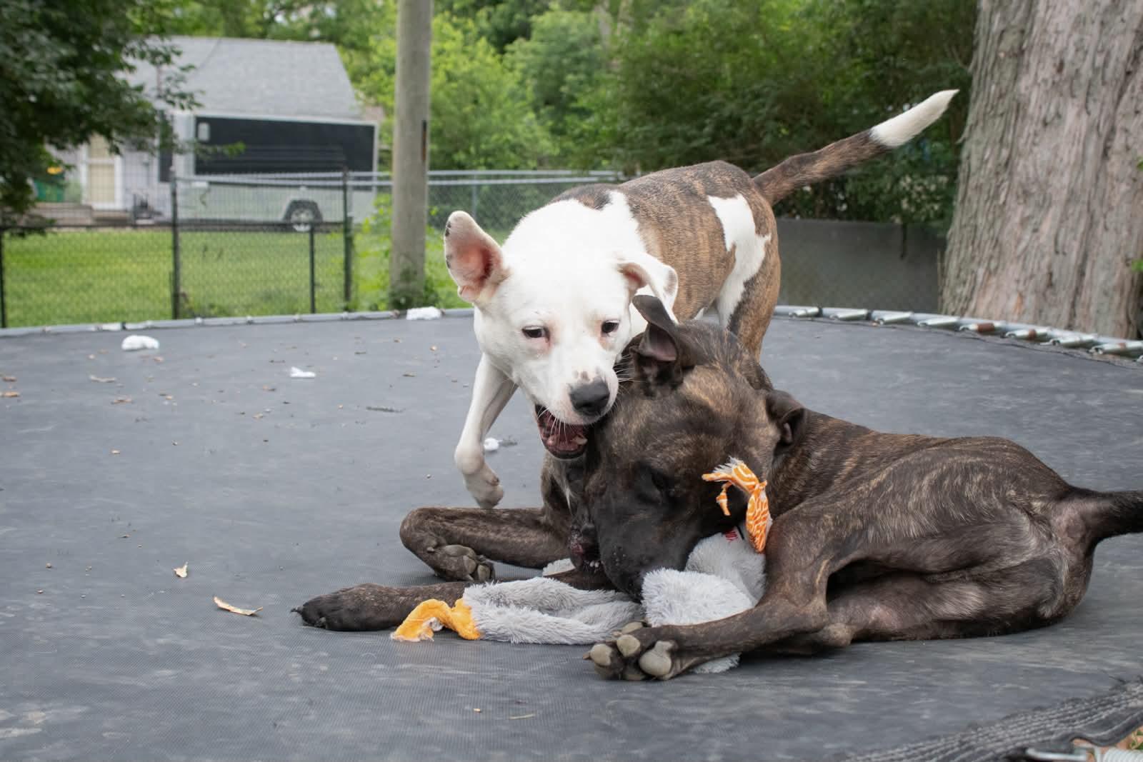 Oatmeal, a ADOPTABLE mixed breed in Indianapolis, IN image 4/6