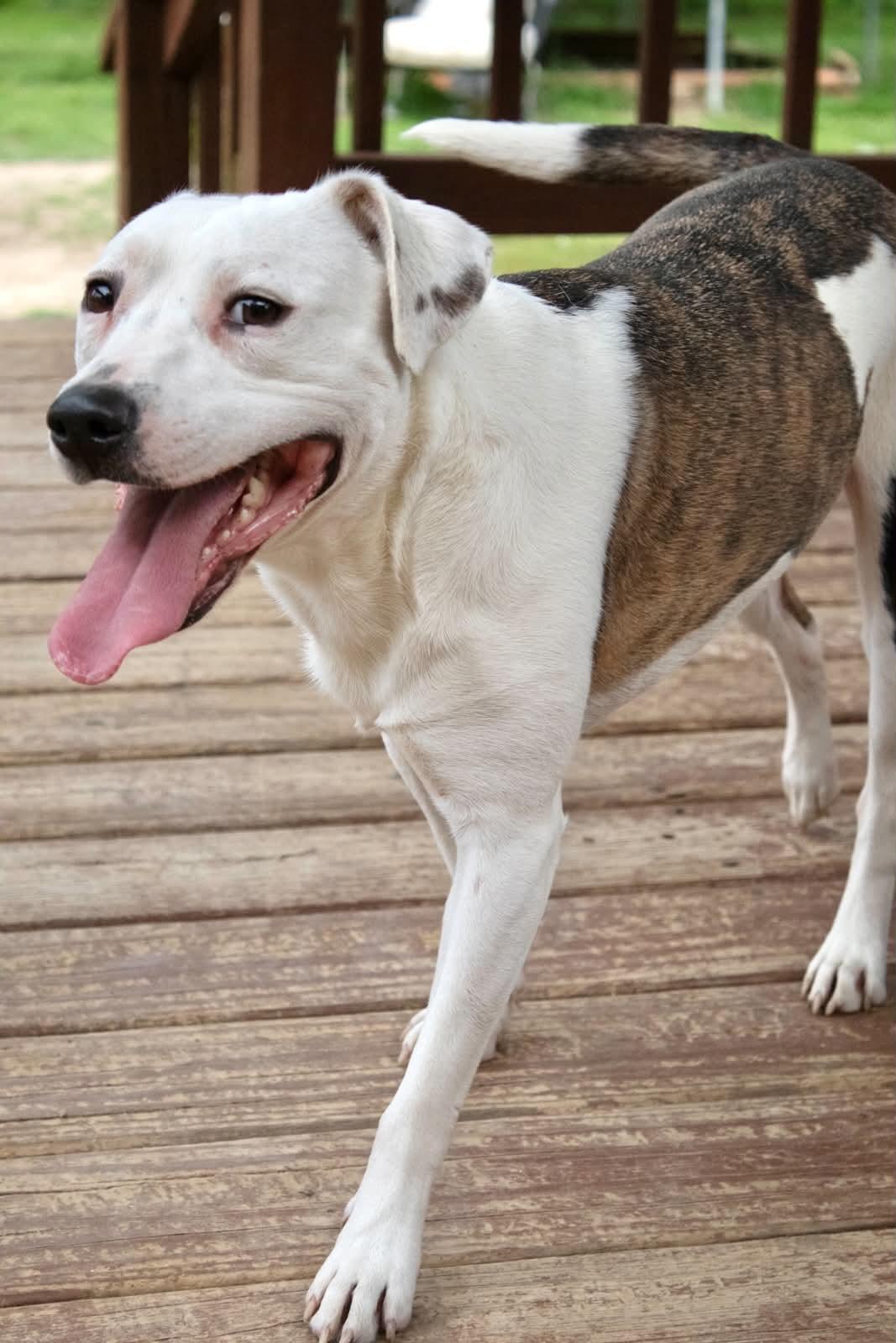 Oatmeal, a ADOPTABLE mixed breed in Indianapolis, IN image 5/6
