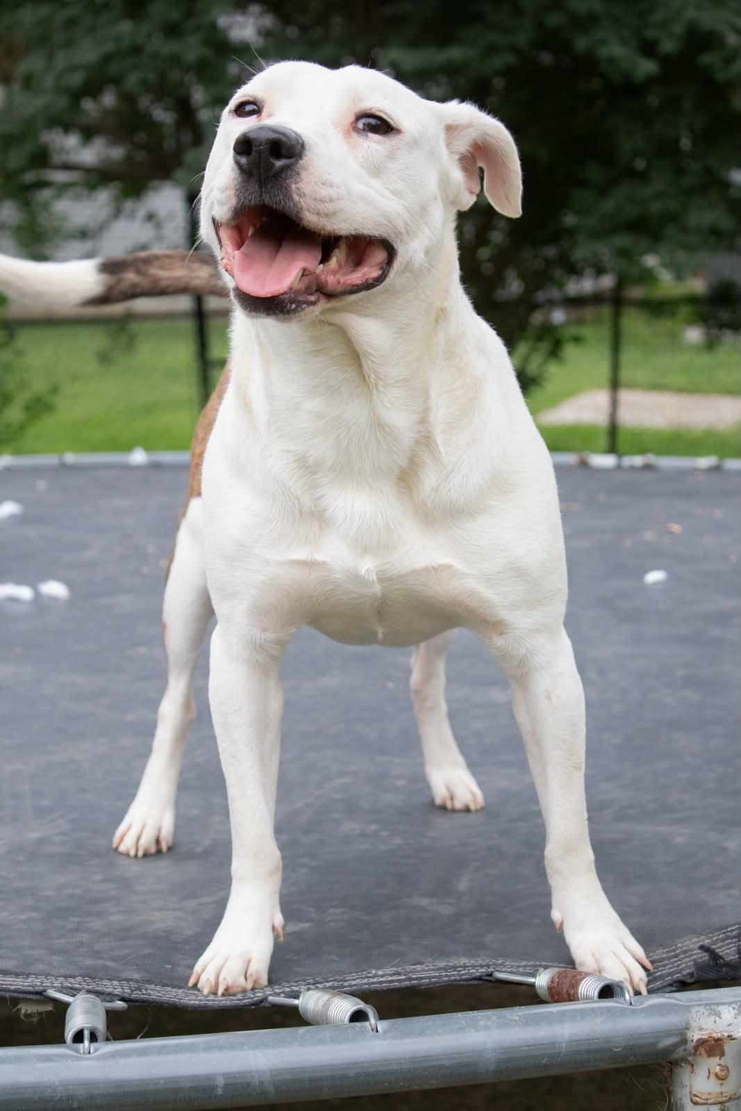 Oatmeal, a ADOPTABLE mixed breed in Indianapolis, IN image 6/6