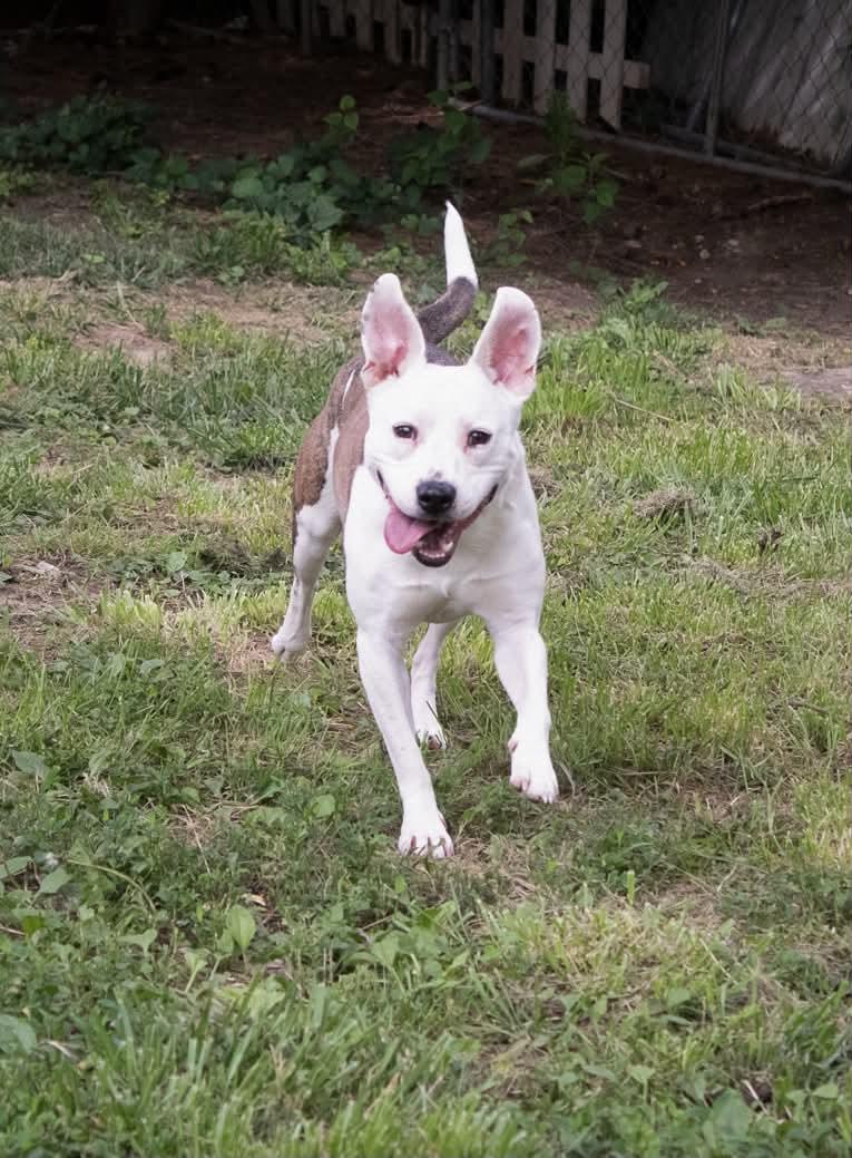 Oatmeal, a ADOPTABLE mixed breed in Indianapolis, IN image 3/6