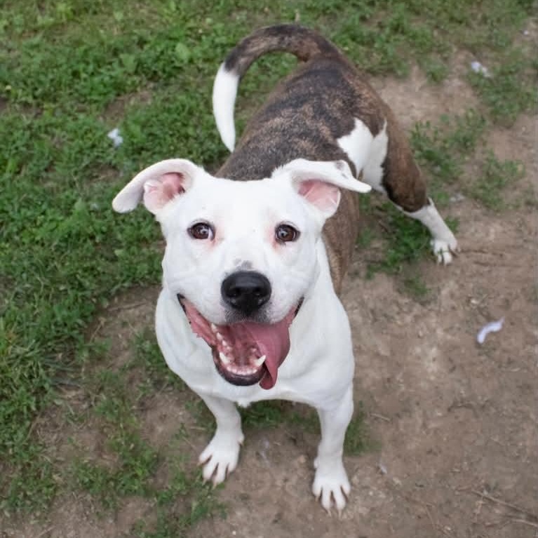 Oatmeal, a ADOPTABLE mixed breed in Indianapolis, IN image 1/6